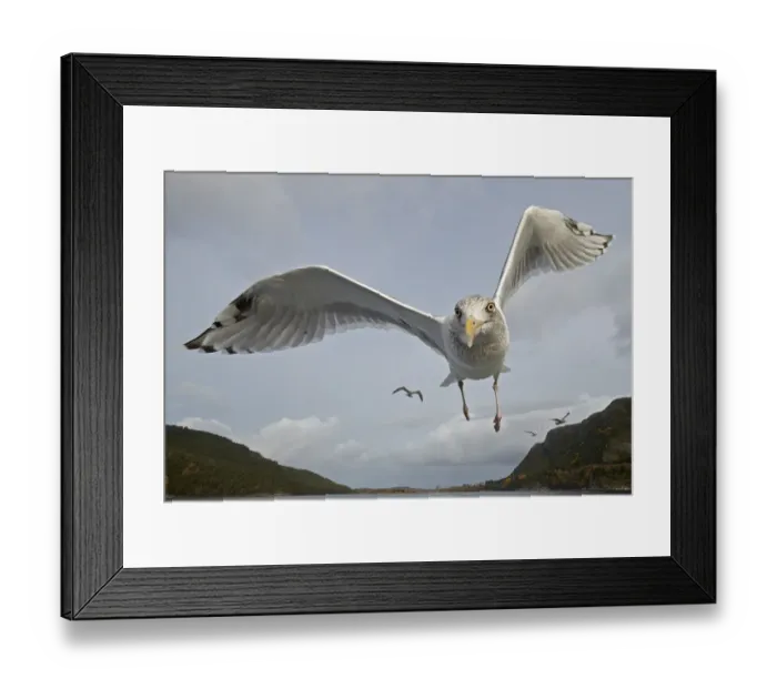 Framed Print : Herring Gull (Larus argentatus) close up of juvenile in flight, Flatanger, Norway Framed Print : Herring Gull (Larus argentatus) close up of juvenile in flight, Flatanger, Norway