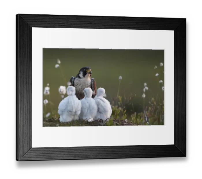 Framed Print : Peregrine falcon (Falco peregrinus) adult feeding chicks in nest, Vaala, Finland, June Framed Print : Peregrine falcon (Falco peregrinus) adult feeding chicks in nest, Vaala, Finland, June