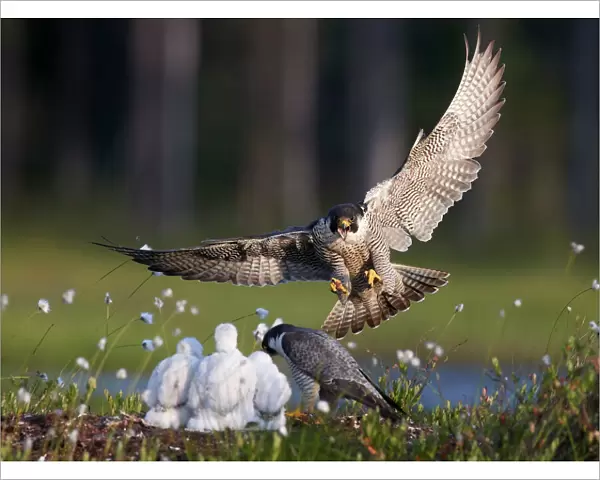 Peregrine falcon (Falco peregrinus) adult landing at nest with chicks, Vaala, Finland