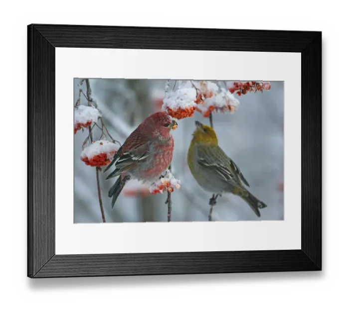 Framed Print : Pine grosbeak (Pinicola enucleator) male and female, Liminka, Finland, January Framed Print : Pine grosbeak (Pinicola enucleator) male and female, Liminka, Finland, January