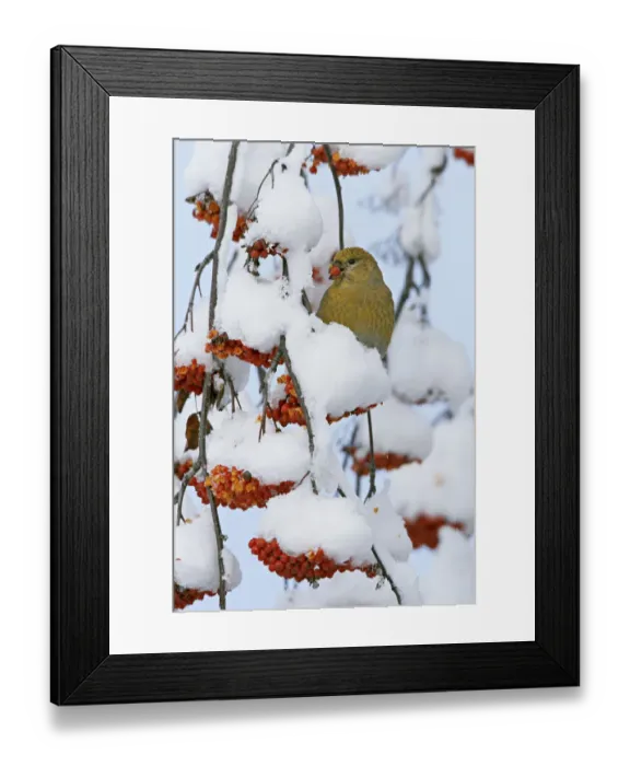 Framed Print : Pine grosbeak (Pinicola enucleator) young male feeding on rowan berries covered in snow Framed Print : Pine grosbeak (Pinicola enucleator) young male feeding on rowan berries covered in snow