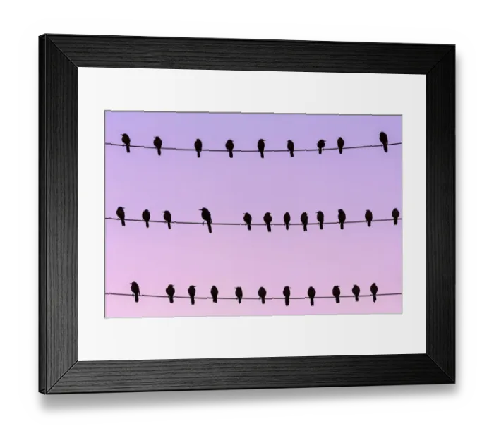 Framed Print : RF - Flock of Boat-tailed grackle (Quiscalus major) on wires at dawn. Crystal River