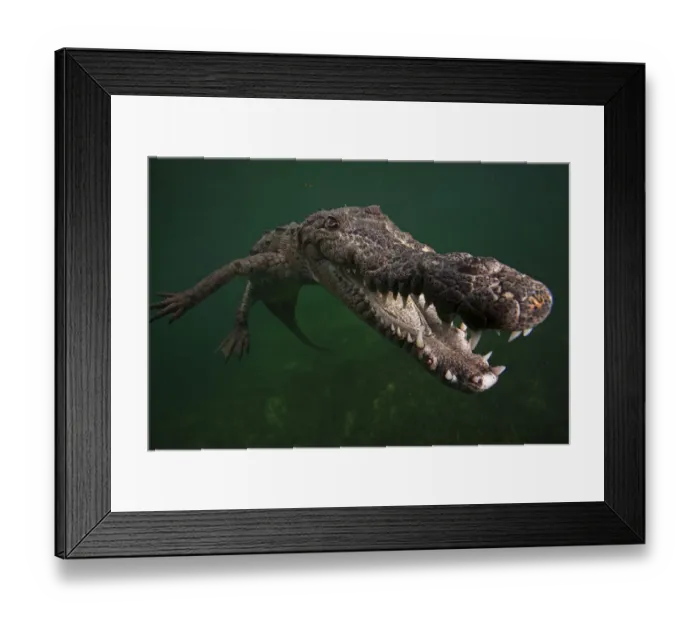 Framed Print : American crocodile (Crocodylus acutus), underwater, Jardines de la Reina / Gardens Framed Print : American crocodile (Crocodylus acutus), underwater, Jardines de la Reina / Gardens