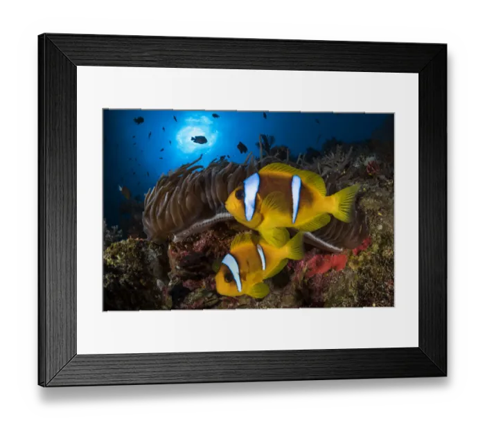 Framed Print : Red Sea anemonefish (Amphiprion bicinctus) in their home, a Sea anemone (Heteractis magnifica) Framed Print : Red Sea anemonefish (Amphiprion bicinctus) in their home, a Sea anemone (Heteractis magnifica)