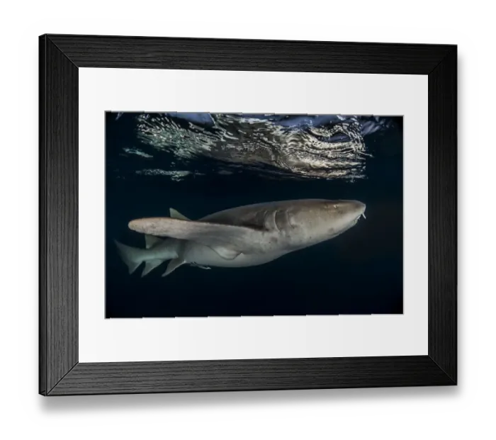 Framed Print : Tawny nurse shark (Nebrius ferrugineus) Vaavu Atoll, Maldives, Indian Ocean