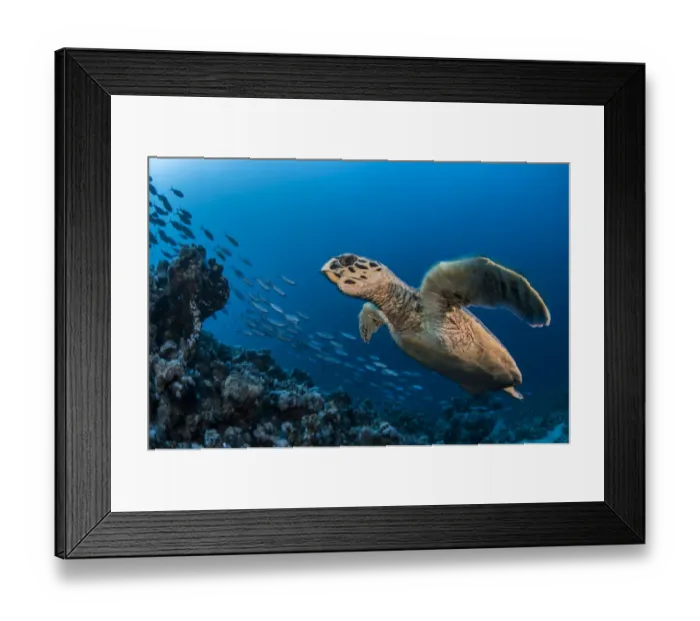 Framed Print : Hawksbill turtle (Eretmochelys imbricata) Port El Ghalib, Egypt, Red Sea Framed Print : Hawksbill turtle (Eretmochelys imbricata) Port El Ghalib, Egypt, Red Sea