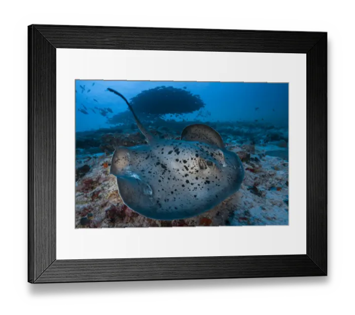 Framed Print : Round ribbontail ray (Taeniura meyeni) South Ari Atoll, Maldives. Indian Ocean Framed Print : Round ribbontail ray (Taeniura meyeni) South Ari Atoll, Maldives. Indian Ocean