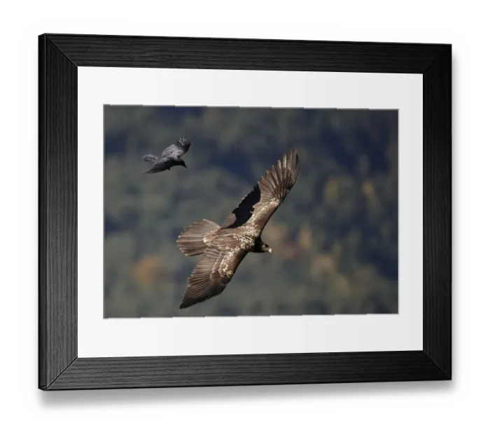 Framed Print : Carrion crow (Corvus corone corone) mobbing Lammergeier (Gypaetus barbatus) Spain Framed Print : Carrion crow (Corvus corone corone) mobbing Lammergeier (Gypaetus barbatus) Spain