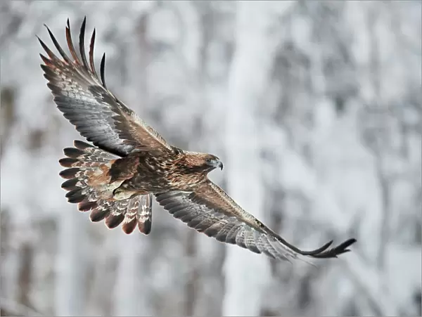 Golden eagle (Aquila chrysaetus) Kuusamo, Finland, January