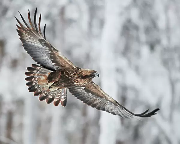 Golden eagle (Aquila chrysaetus) Kuusamo, Finland, January