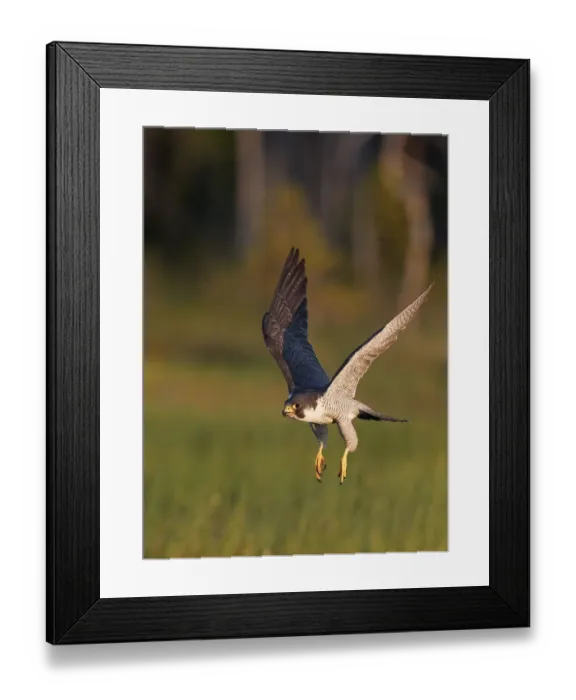 Framed Print : Peregrine falcon (Falco peregrinus) in flight, Vaala, Finland, June Framed Print : Peregrine falcon (Falco peregrinus) in flight, Vaala, Finland, June
