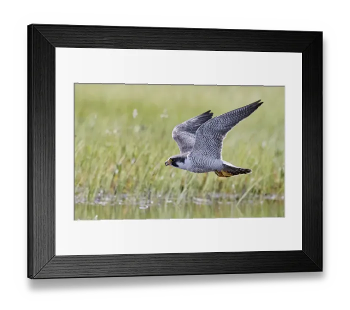 Framed Print : Peregrine falcon (Falco peregrinus) in flight, Vaala, Finland, June Framed Print : Peregrine falcon (Falco peregrinus) in flight, Vaala, Finland, June