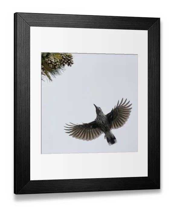 Framed Print : Spotted Nutcracker (Nucifraga caryocatactes) in flight to pine cones, Joensuu, Finland Framed Print : Spotted Nutcracker (Nucifraga caryocatactes) in flight to pine cones, Joensuu, Finland