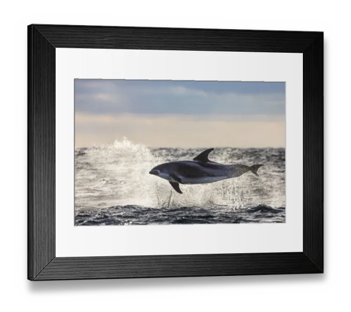 Framed Print : White-beaked dolphin (Lagenorhynchus albirostris) porpoising, Varangerfjorden, Finnmark, Norway Framed Print : White-beaked dolphin (Lagenorhynchus albirostris) porpoising, Varangerfjorden, Finnmark, Norway