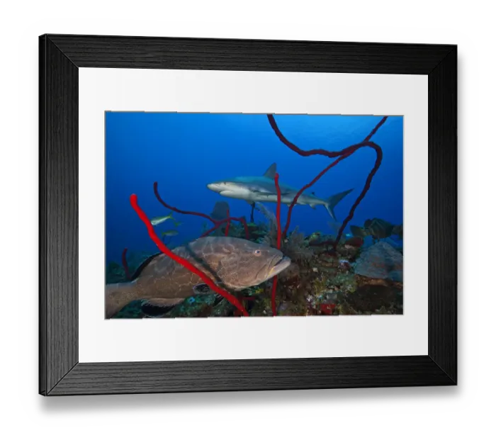 Framed Print : Black grouper (Mycteroperca bonaci) and Caribbean Reef Shark (Carcharhinus perezi) Framed Print : Black grouper (Mycteroperca bonaci) and Caribbean Reef Shark (Carcharhinus perezi)
