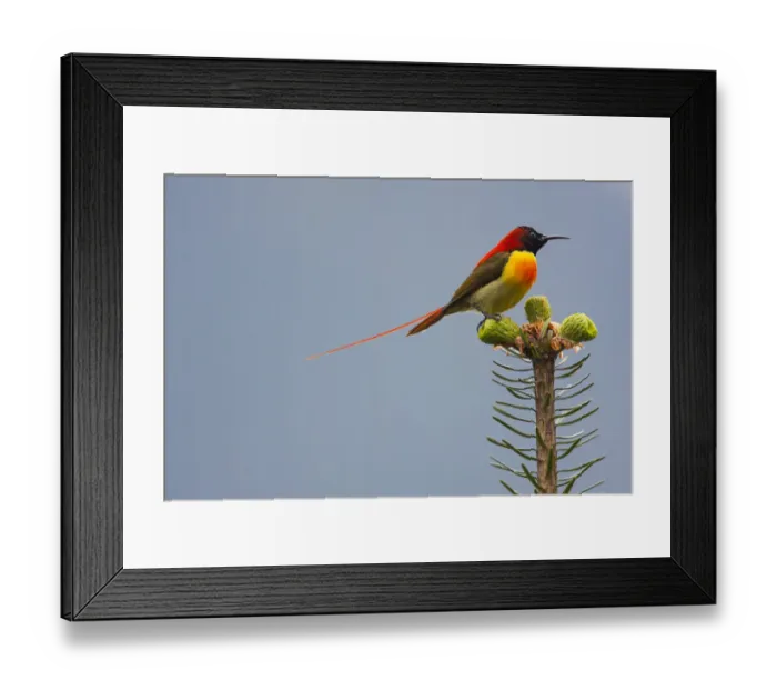 Framed Print : Fire-tailed sunbird (Aethopyga ignicauda) perched on conifer. Sikkim, India Framed Print : Fire-tailed sunbird (Aethopyga ignicauda) perched on conifer. Sikkim, India