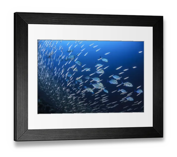 Framed Print : Blue spotted trevally (Caranx bucculentus) hunting small fish in the reef, South Ari Atoll Framed Print : Blue spotted trevally (Caranx bucculentus) hunting small fish in the reef, South Ari Atoll
