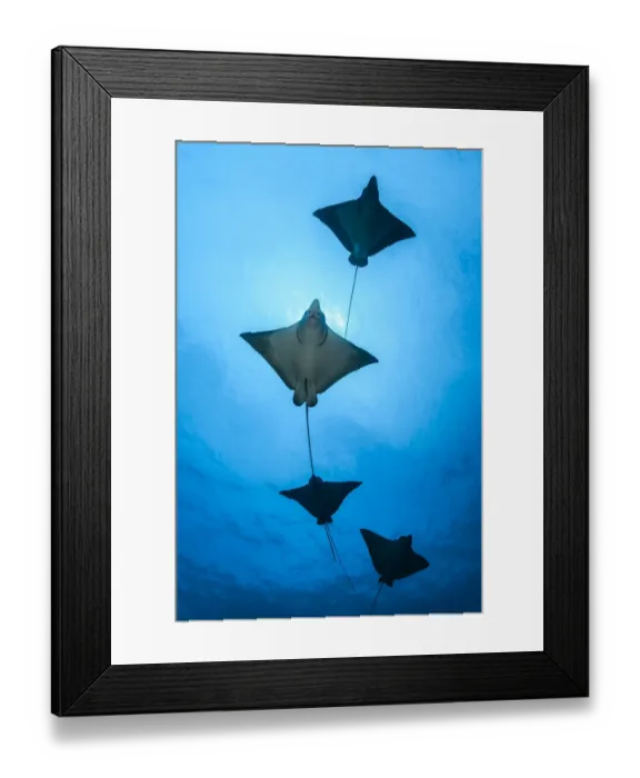 Framed Print : Spotted eagle ray (Aetobatus narinari) school, Kagi kandhu, ; North Male Atoll, Maldives Framed Print : Spotted eagle ray (Aetobatus narinari) school, Kagi kandhu, ; North Male Atoll, Maldives
