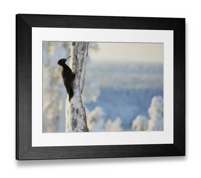 Framed Print : Black woodpecker (Dryocopus martius) male on snowy tree trunk, Kuusamo, Finland, February Framed Print : Black woodpecker (Dryocopus martius) male on snowy tree trunk, Kuusamo, Finland, February