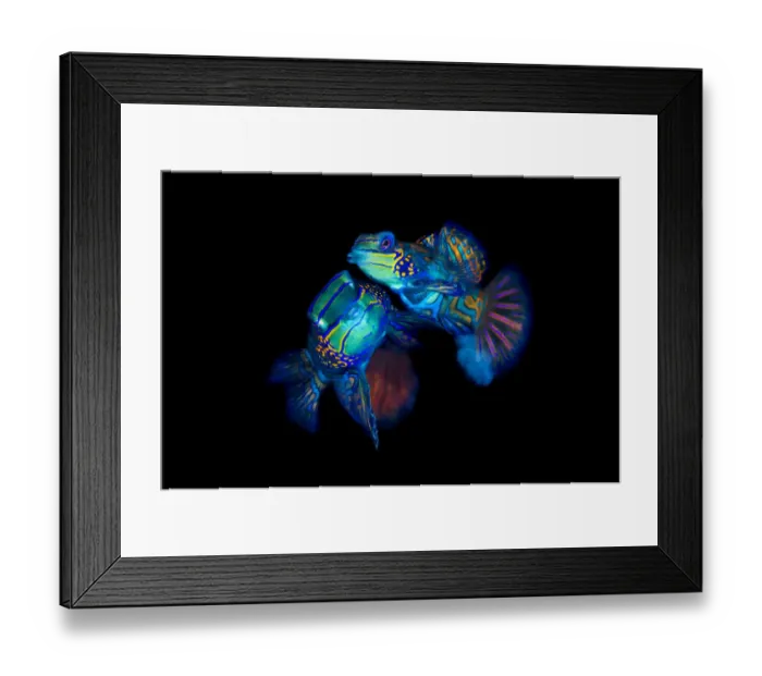 Framed Print : Mandarinfish (Synchiropus splendidus) pair spawning Framed Print : Mandarinfish (Synchiropus splendidus) pair spawning