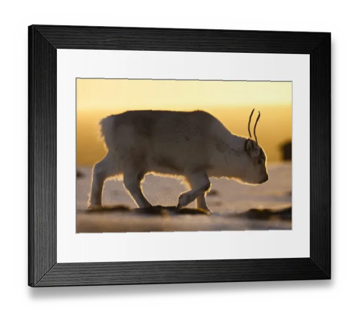 Framed Print : Svalbard reindeer (Rangifer tarandus platyrhynchus) walking in golden light. Svalbard, Norway Framed Print : Svalbard reindeer (Rangifer tarandus platyrhynchus) walking in golden light. Svalbard, Norway