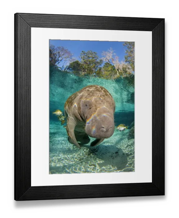 Framed Print : Florida manatee (Trichechus manatus latirostrus) with Blue gill sunfish Framed Print : Florida manatee (Trichechus manatus latirostrus) with Blue gill sunfish