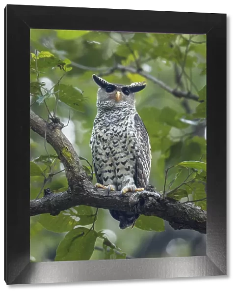 Spot-bellied eagle owl (Bubo nipalensis) perched on branch, Jim Corbett National Park