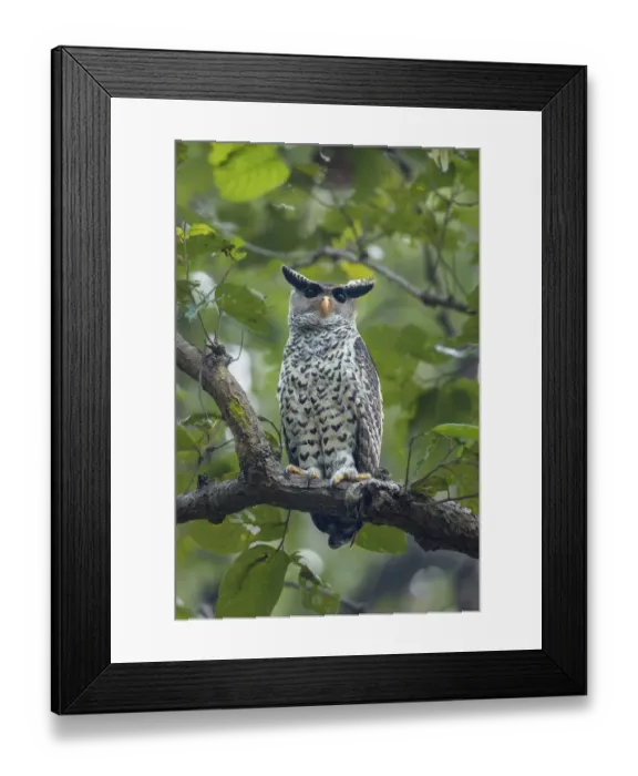 Framed Print : Spot-bellied eagle owl (Bubo nipalensis) perched on branch, Jim Corbett National Park Framed Print : Spot-bellied eagle owl (Bubo nipalensis) perched on branch, Jim Corbett National Park