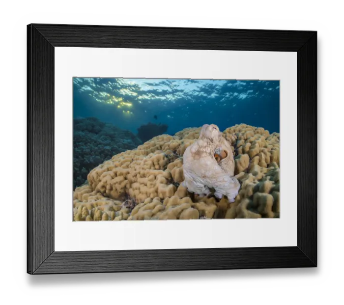 Framed Print : Reef octopus (Octopus cyanea) emerges from its den in a hole in a large hard coral (Porites sp Framed Print : Reef octopus (Octopus cyanea) emerges from its den in a hole in a large hard coral (Porites sp