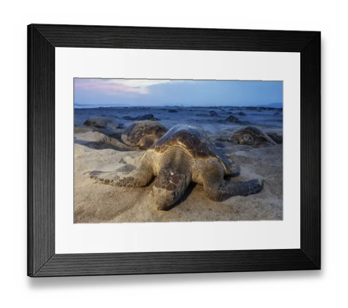 Framed Print : Olive Ridley Sea Turtle (Lepidochelys olivacea) nesting, Arribada (mass nesting event) Framed Print : Olive Ridley Sea Turtle (Lepidochelys olivacea) nesting, Arribada (mass nesting event)