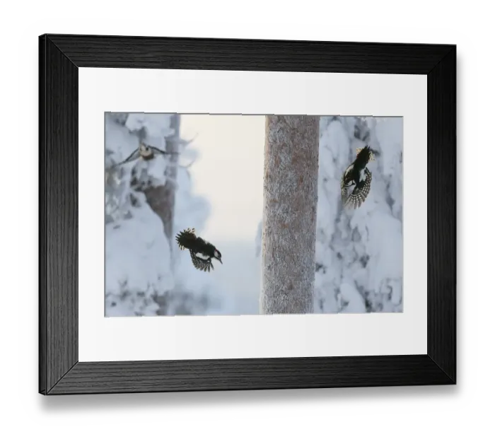 Framed Print : Great spotted woodpecker (Dendrocopos major) two flying in snowy woodland, , Kuusamo Framed Print : Great spotted woodpecker (Dendrocopos major) two flying in snowy woodland, , Kuusamo