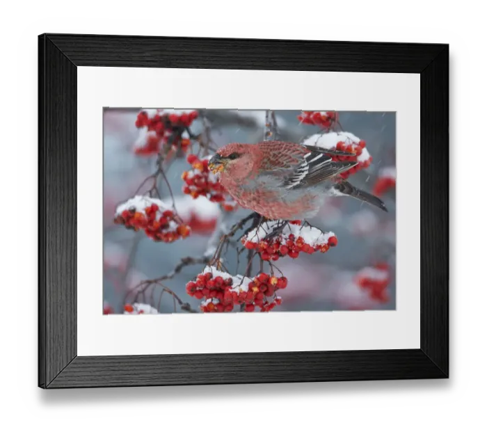 Framed Print : Pine Grosbeak male (Pinicola enucleator)and traffic light Oulu, Finland, December Framed Print : Pine Grosbeak male (Pinicola enucleator)and traffic light Oulu, Finland, December