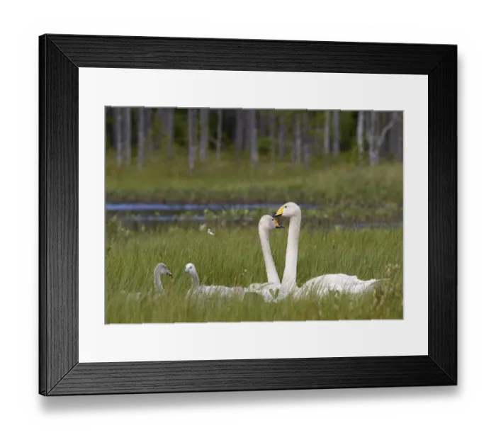 Framed Print : Whooper swans (Cygnus cygnus) and cygnet, Vaala, Finland, July