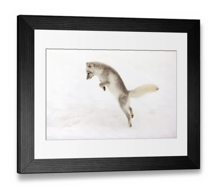 Framed Print : Arctic fox (Alopex lagopus) young fox pouncing, Iceland. October Framed Print : Arctic fox (Alopex lagopus) young fox pouncing, Iceland. October