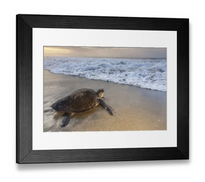 Framed Print : Olive ridley sea turtle (Lepidochelys olivacea) returning to sea after laying eggs on the beach Framed Print : Olive ridley sea turtle (Lepidochelys olivacea) returning to sea after laying eggs on the beach