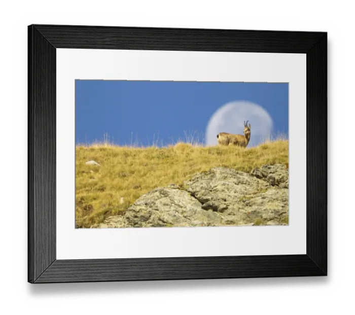 Framed Print : Chamois (Rupicapra rupicapra) walking with the moon behind, Mercantour National Park Framed Print : Chamois (Rupicapra rupicapra) walking with the moon behind, Mercantour National Park