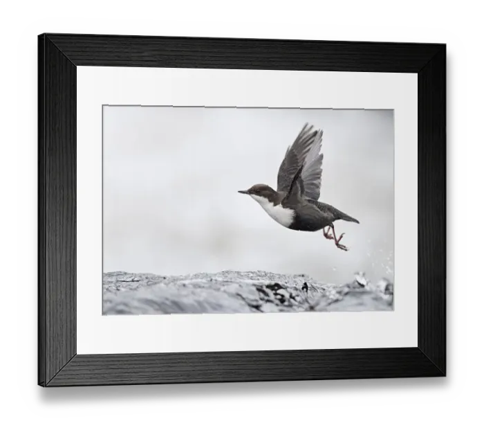 Framed Print : Dipper (Cinclus cinclus) taking off from water, Kuusamo, Finland, January Framed Print : Dipper (Cinclus cinclus) taking off from water, Kuusamo, Finland, January