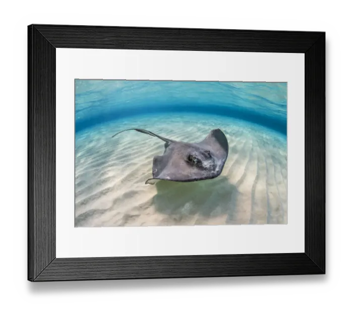 Framed Print : Southern stingray (Dasyatis americana) female swimming over a shallow sand bank with Framed Print : Southern stingray (Dasyatis americana) female swimming over a shallow sand bank with