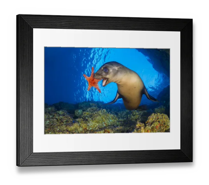Framed Print : California sea lion (Zalophus californianus) uses a Panamic cushion star Framed Print : California sea lion (Zalophus californianus) uses a Panamic cushion star
