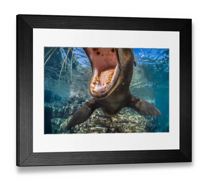 Framed Print : RF - California sea lion (Zalophus californianus) with mouth open close to the camera Framed Print : RF - California sea lion (Zalophus californianus) with mouth open close to the camera