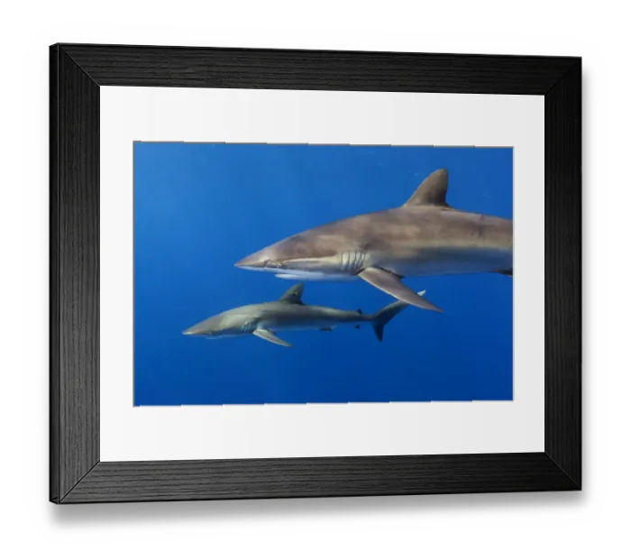 Framed Print : Silky shark (Carcharhinus falciformis), Jardines de la Reina / Gardens of the Queen National Park Framed Print : Silky shark (Carcharhinus falciformis), Jardines de la Reina / Gardens of the Queen National Park