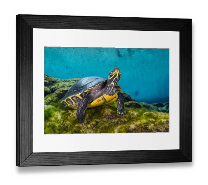 Framed Print : Portrait of a Suwanee cooter (Pseudemys concinna suwanniensis) in a freshwater spring Framed Print : Portrait of a Suwanee cooter (Pseudemys concinna suwanniensis) in a freshwater spring