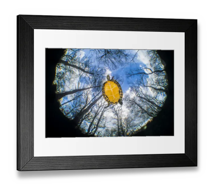 Framed Print : Suwanee freshwater turtle (Pseudemys concinna suwanniensis Framed Print : Suwanee freshwater turtle (Pseudemys concinna suwanniensis
