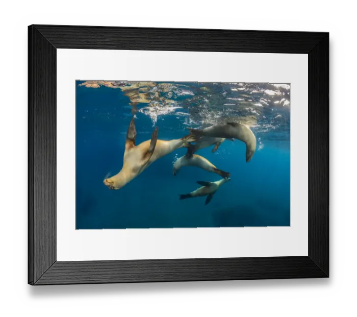 Framed Print : Group of young California sea lions (Zalophus californianus Framed Print : Group of young California sea lions (Zalophus californianus