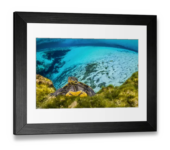 Framed Print : Portrait of a Suwanee cooter (Pseudemys concinna suwanniensis) in a freshwater spring Framed Print : Portrait of a Suwanee cooter (Pseudemys concinna suwanniensis) in a freshwater spring
