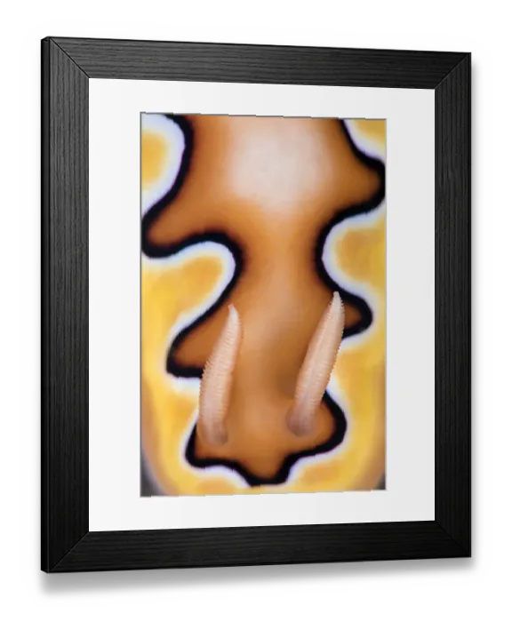 Framed Print : Detail of rhinopores and the colour pattern of a toxic Nudibranch (Goniobranchus coi