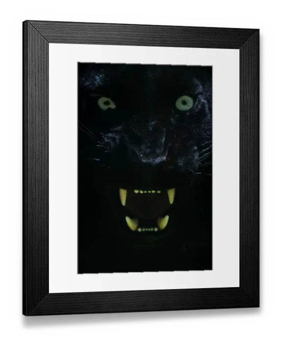 Framed Print : Black panther / melanistic Leopard (Panthera pardus) baring teeth, captive Framed Print : Black panther / melanistic Leopard (Panthera pardus) baring teeth, captive