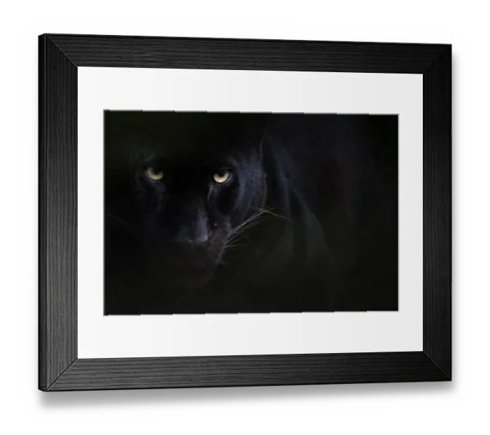 Framed Print : Black panther / melanistic Leopard (Panthera pardus) portrait, captive Framed Print : Black panther / melanistic Leopard (Panthera pardus) portrait, captive