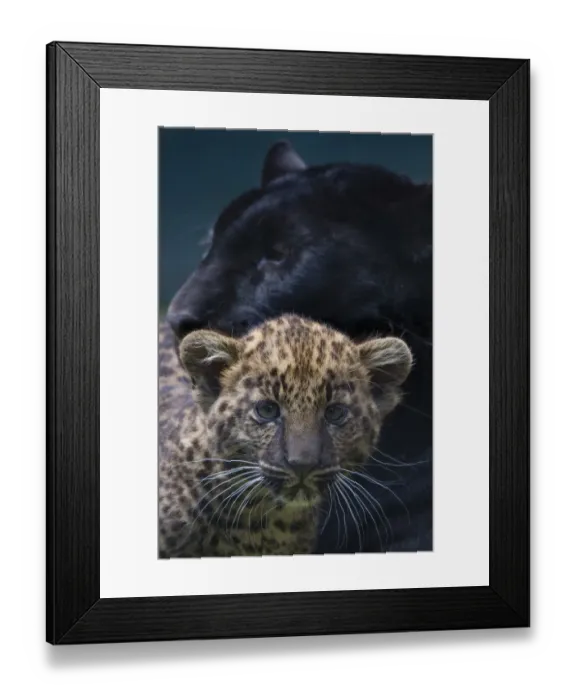 Framed Print : Black panther / melanistic Leopard (Panthera pardus) female with normal spotted cub Framed Print : Black panther / melanistic Leopard (Panthera pardus) female with normal spotted cub