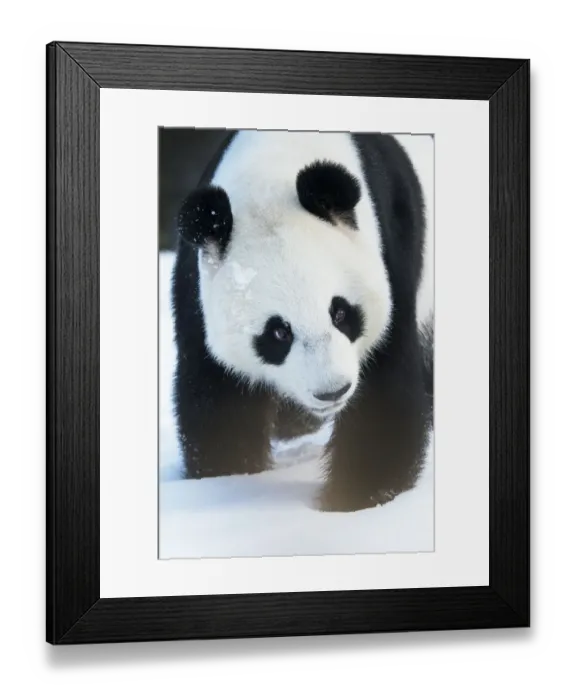 Framed Print : Giant panda (Ailuropoda melanoleuca) in snow, captive Framed Print : Giant panda (Ailuropoda melanoleuca) in snow, captive